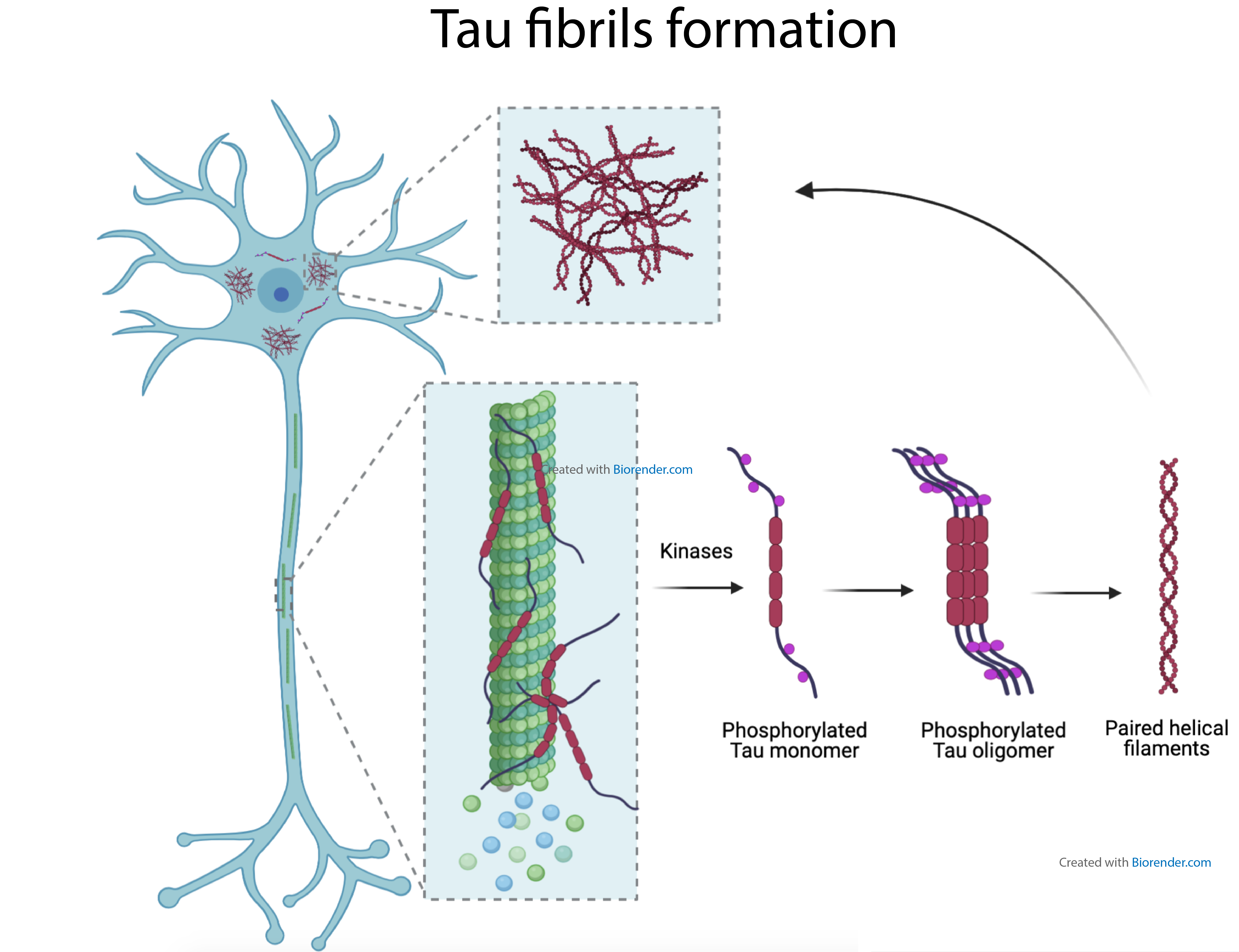 paired helical filaments